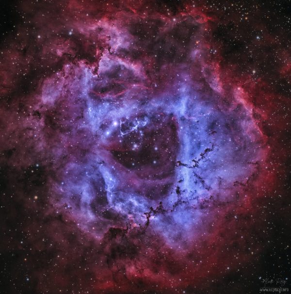 The Rosette Nebula, sculpted by stellar winds and radiation