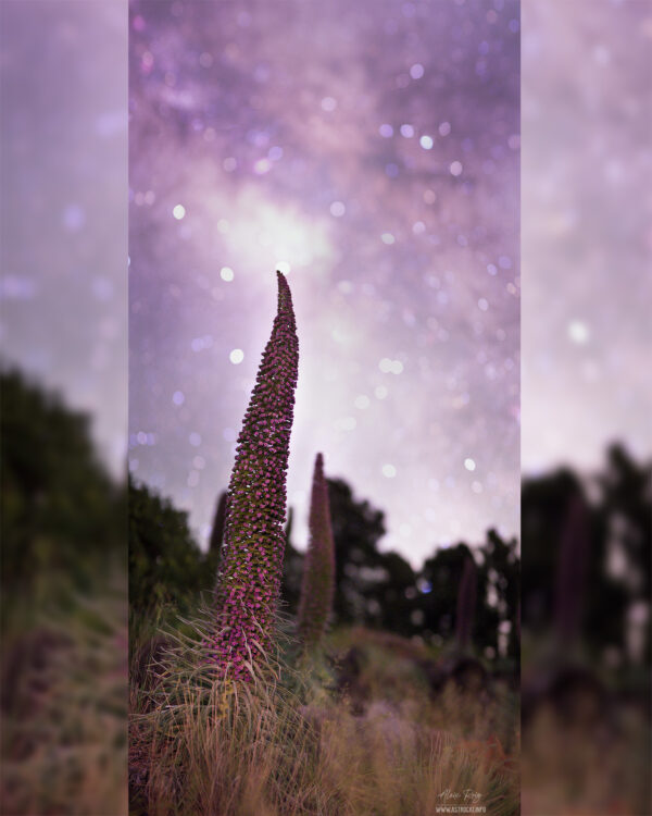 Tajinastes and the Milky Way Galactic Center